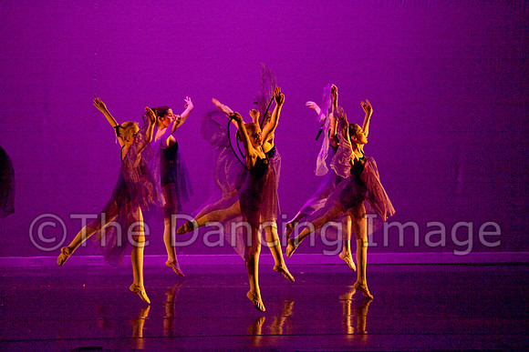 Papillon-0644