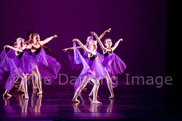 Papillon-0694