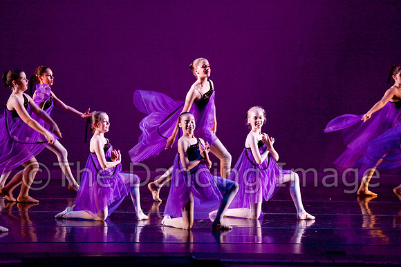 Papillon-0703