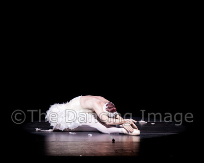 Dying Swan-0577