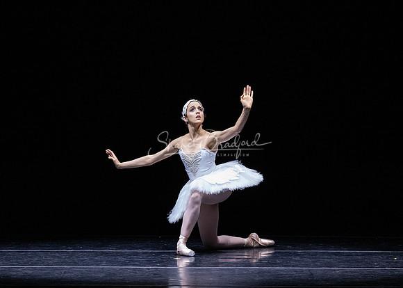 Dying Swan pc Sharen Bradford-1269