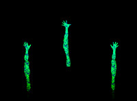 Botanica-0066