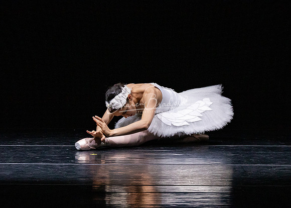 Dying Swan pc Sharen Bradford-1276