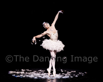 Dying Swan-0558