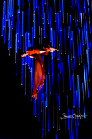 Bandaloop Winspear © Sharen Bradford