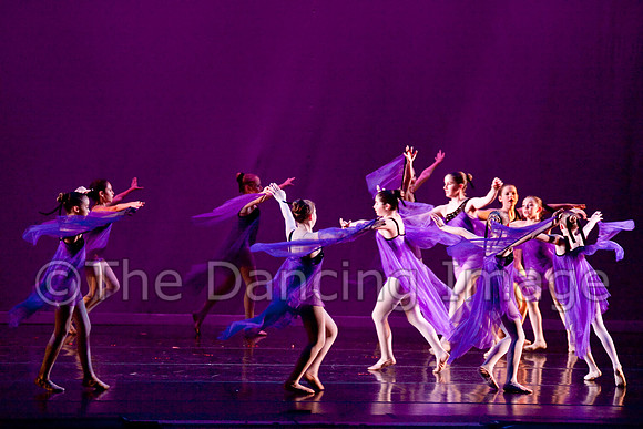 Papillon-0655