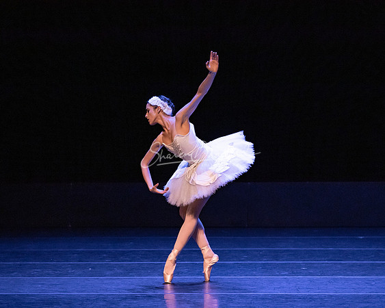 Dying Swan pc Sharen Bradford-1188