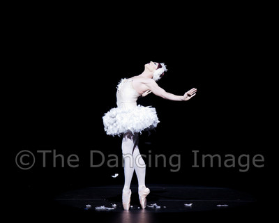Dying Swan-0498