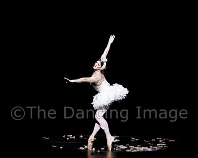 Dying Swan-0528