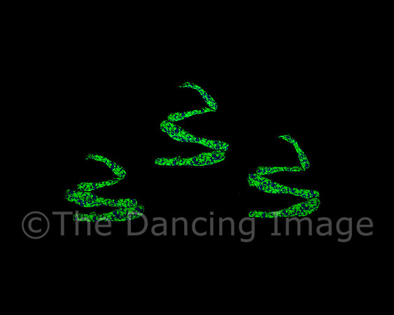 Botanica-0095