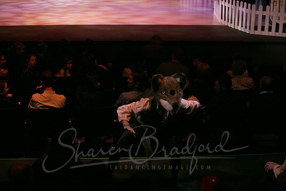 Peter and the Wolf Sat 2018 pc Sharen Bradford-0246
