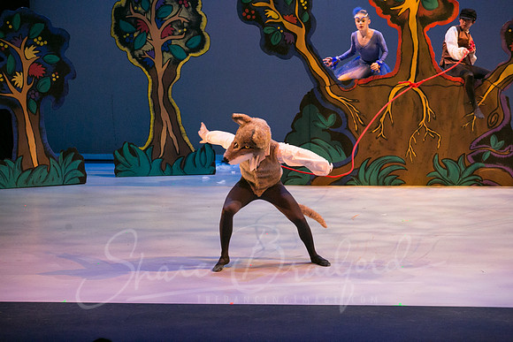 Peter and the Wolf Sat 2018 pc Sharen Bradford-0381