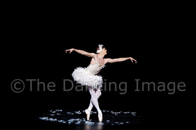 Dying Swan-0531