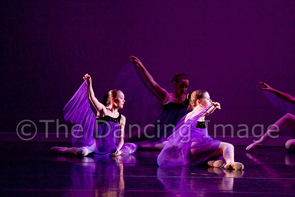 Papillon-0662
