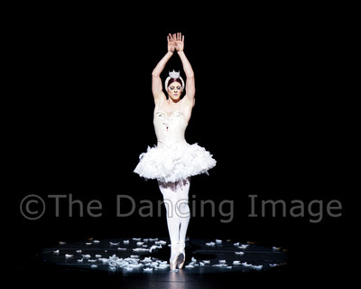 Dying Swan-0524