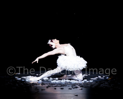 Dying Swan-0563