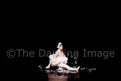 Dying Swan-0532