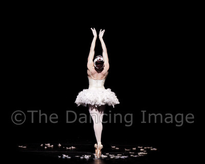 Dying Swan-0526