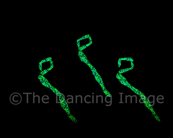 Botanica-0075