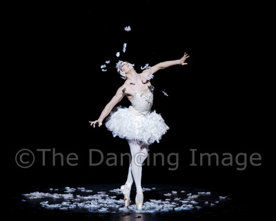 Dying Swan-0557