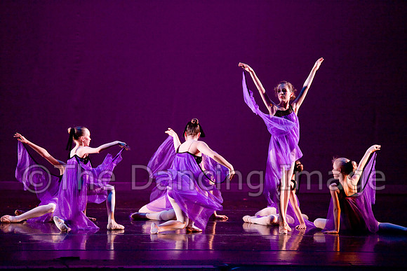 Papillon-0661