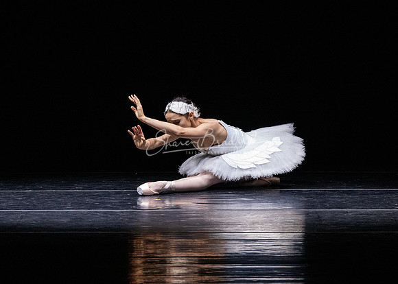 Dying Swan pc Sharen Bradford-1275