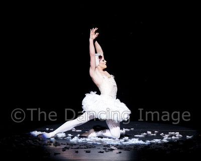 Dying Swan-0561
