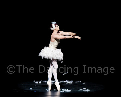 Dying Swan-0516