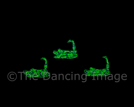 Botanica-0094