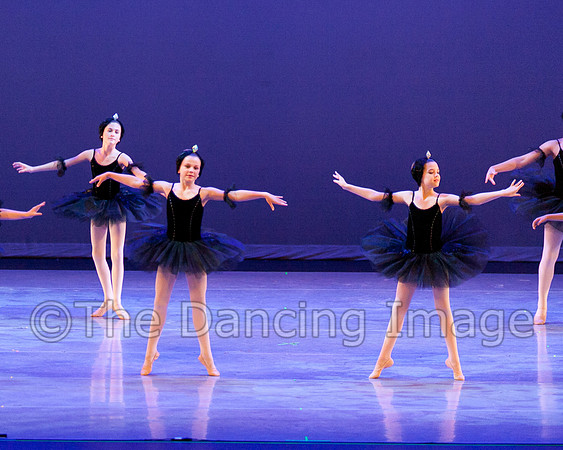 The Black Swans-3414
