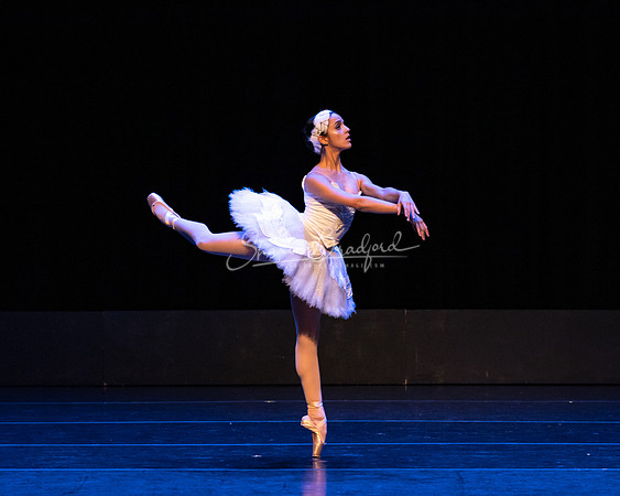 Dying Swan pc Sharen Bradford-1198