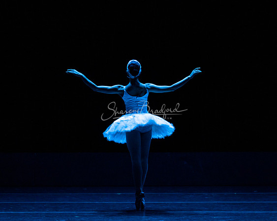Dying Swan pc Sharen Bradford-1164