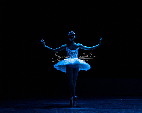 Dying Swan pc Sharen Bradford-1159