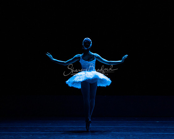 Dying Swan pc Sharen Bradford-1162