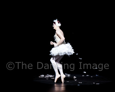 Dying Swan-0543
