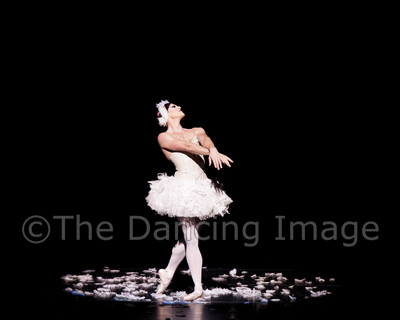 Dying Swan-0586