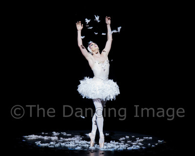 Dying Swan-0556