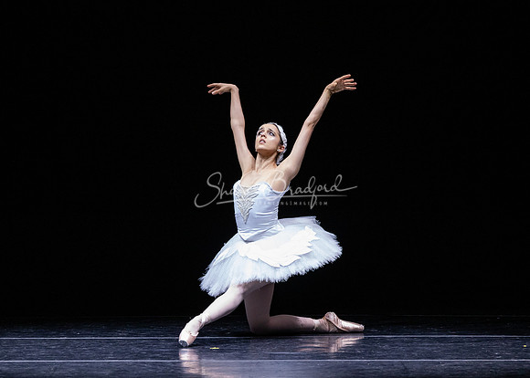 Dying Swan pc Sharen Bradford-1272