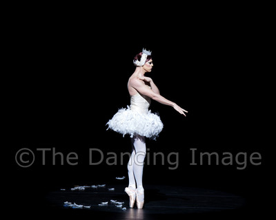 Dying Swan-0513