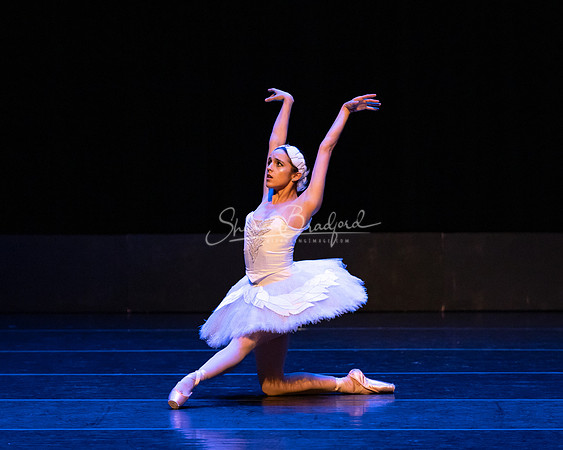Dying Swan pc Sharen Bradford-1219