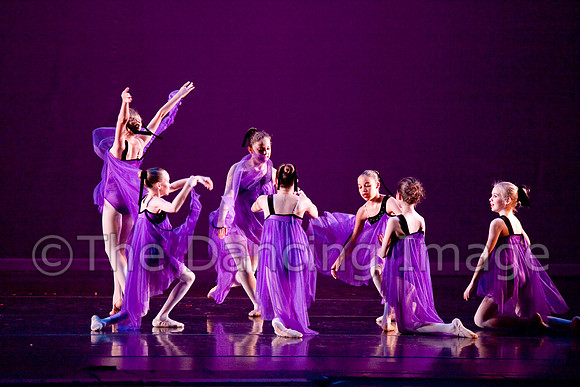 Papillon-0659