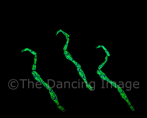 Botanica-0073