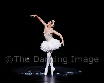Dying Swan-0547