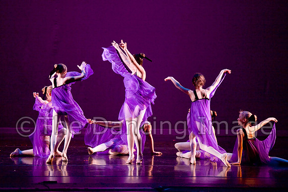 Papillon-0660