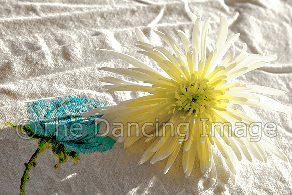 IMG_0011