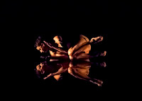Echoes of Narcissus pc Sharen Bradford-0613